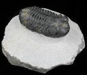 Phacops Trilobite - Mrakib, Morocco #29817-1